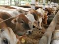 Tahun Depan, 900 Sapi di Pekanbaru Wajib Bunting